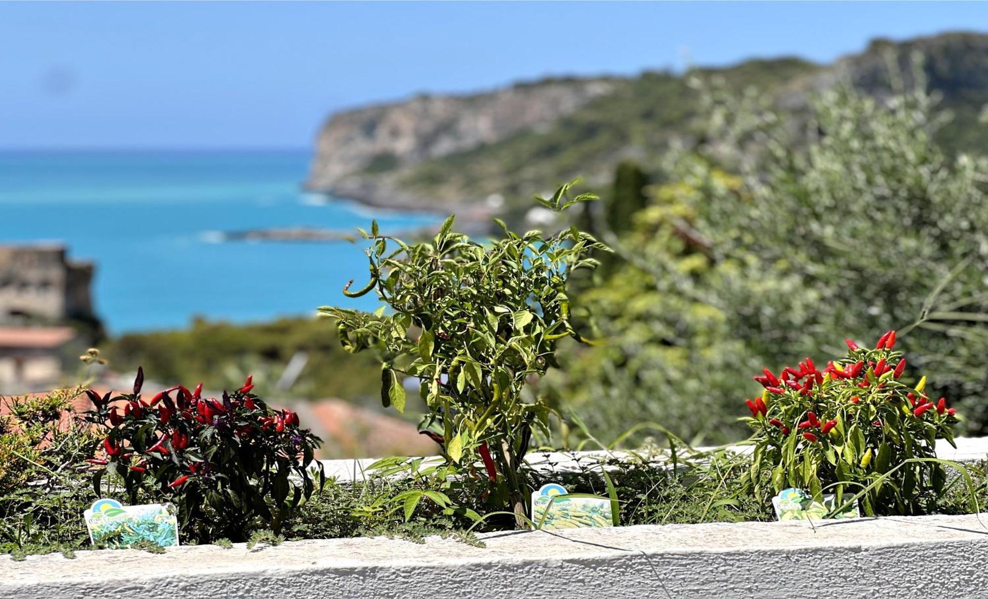 Villa Nappi Bed & Breakfast Praia a Mare Exterior foto